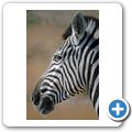 Etosha Nationalpark - Zebra