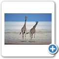 Etosha Nationalpark - Giraffe