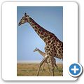 Etosha Nationalpark - Giraffe