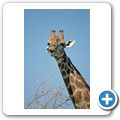 Etosha Nationalpark - Giraffe