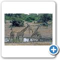 Etosha Nationalpark - Giraffe