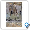 Etosha Nationalpark - Giraffe