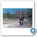 Etosha Nationalpark - Elefant