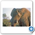 Etosha Nationalpark - Elefant
