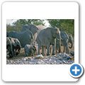 Etosha Nationalpark - Elefant