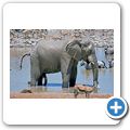 Etosha Nationalpark - Elefant