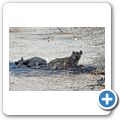 Etosha Nationalpark - Tüpfelhyäne