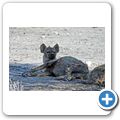 Etosha Nationalpark - Tüpfelhyäne