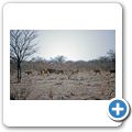 Etosha Nationalpark - Löwe