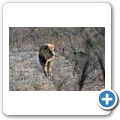 Etosha Nationalpark - Löwe