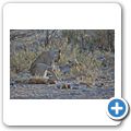Etosha Nationalpark - Löwe
