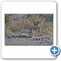 Etosha Nationalpark - Löwe