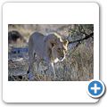 Etosha Nationalpark - Löwe