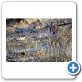 Etosha Nationalpark - Löwe