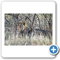 Etosha Nationalpark - Löwe