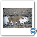 Etosha Nationalpark - Löwe