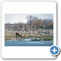 Etosha Nationalpark - Löwe