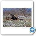 Etosha Nationalpark - Löwe beim Essen