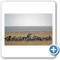 Etosha Nationalpark - Ein totes Zebra zieht viele Aasfresser an
