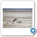Etosha Nationalpark - Ein totes Zebra zieht viele Aasfresser an