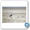 Etosha Nationalpark - Ein totes Zebra zieht viele Aasfresser an