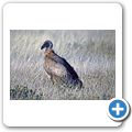 Etosha Nationalpark - Ein totes Zebra zieht viele Aasfresser an