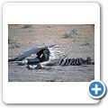 Etosha Nationalpark - Reste eines Zebras