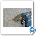 Otjikotosee - Eine Zebramanguste inspiziert meine Fototasche