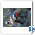 Lianshulu Lodge - Halsband-Bartvogel