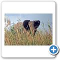 Lianshulu Lodge - Elefant