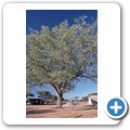 Gästefarm "Dornhügel" - Marula-Baum