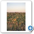 Gästefarm "Dornhügel" - Sonnenblumen
