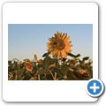 Gästefarm "Dornhügel" - Sonnenblumen