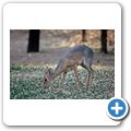 Waterberg Nationalpark - Dik-Dik