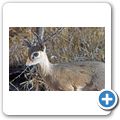 Waterberg Nationalpark - Dik-Dik