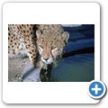 Gästefarm "Okomitundu" - Gepard