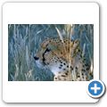 Gästefarm "Okomitundu" - Gepard