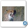 Gästefarm "Okomitundu" - Gepard