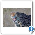 Gästefarm "Okomitundu" - Gepard