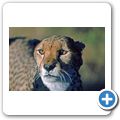 Gästefarm "Okomitundu" - Gepard