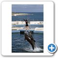 Mediterraneo Park - Delfin-Show