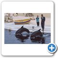 Mediterraneo Park - Delfin-Show