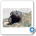 Cape Breton Island - Two Rivers Wildlife Park - Murmeltier