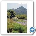 Kapstadt - Kirstenbosch National Botanical Garden