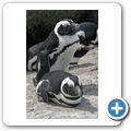 Pinguinkolonie am Boulders Beach