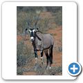 Kgalagadi Tranfrontier Park - Oryx-Antilope