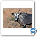Kgalagadi Tranfrontier Park - Oryx-Antilope