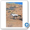 Kgalagadi Tranfrontier Park - Oryx-Antilope