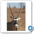 Kgalagadi Tranfrontier Park - Oryx-Antilope