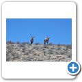 Kgalagadi Tranfrontier Park - Oryx-Antilope